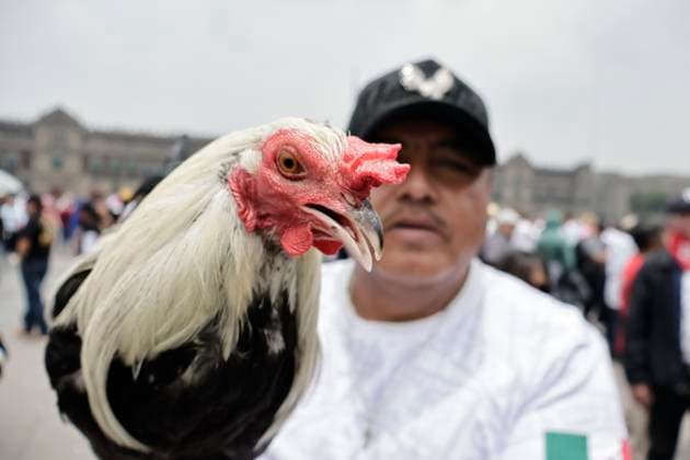 June 26, 2025, Mexico, Cdmx, Mexico: Protesters in favor of bullfighting, rodeos, and cockfights demonstrate in Mexico City s ZoÂ³calo to demand that the traditions of these activities be kept alive. They mention that thousands of families make a living raising farm animals for these activities, which are part of the country s history and traditions. Despite laws protecting the lives and rights of animals from abuse, they reject any initiative by pro-animal activists to prohibit these spectacles, which provide entertainment for a certain segment of the population through animal suffering and torture for financial gain. Mexico Mexico - ZUMAp204 20250626_zip_p204_031 Copyright: xJosuexPerezx