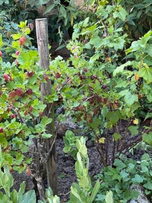 Obstgarten mit reifen roten Stachelbeeren und schwarzen Johannisbeeren *** Orchard with Tyres Red Gooseberries and Black people Currants 1088819518