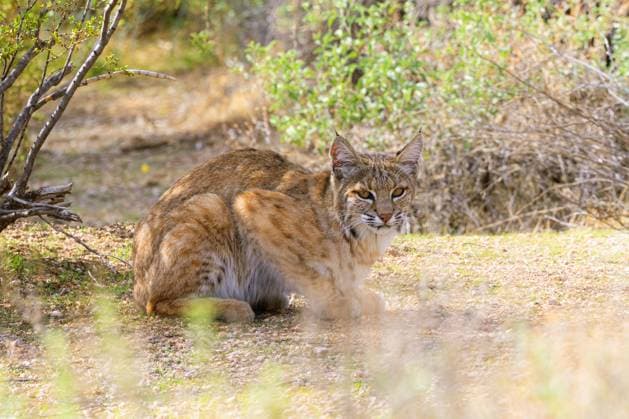 Rotluchs, Rot-Luchs, Luchskatze, Luchs-Katze (Lynx rufus), sitzt lauernd, Seitenansicht, USA, Arizona, Sonora bobcat, wildcat, bay lynx, red lynx (Lynx rufus), sits lurking, side view, USA, Arizona, Sonoran BLWS729182 *** bobcat, Red Lynx, Lynx cat, Lynx Cat Lynx Rufus , sits lurking, Side view, USA, Arizona, Sonora bobcat, wildcat, Bay lynx, Red Lynx Lynx Rufus , sits lurking, Side view, USA, Arizona, Sonoran BLWS729182 Copyright: xblickwinkel A.xHartlx