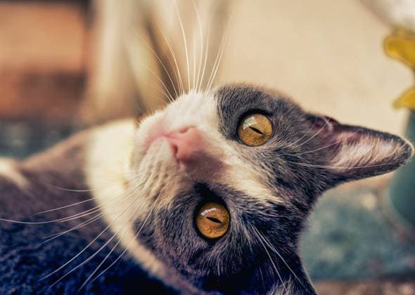 close up portrait of a cat beautiful scene cute Miami, FL, United States R_GRAEPJ210413B-699180-01