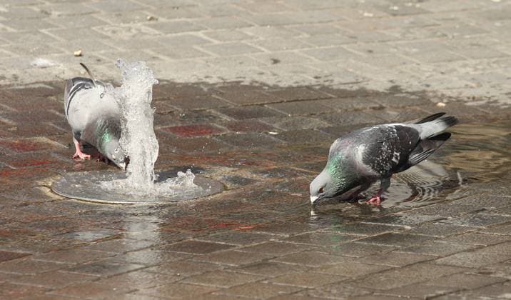Two pigeons drink water at the fountain on Breslauer Platz in front of Cologne Central Station Cologne North Rhine-Westphalia during the high Bettina with temperatures close to 40 degrees protection