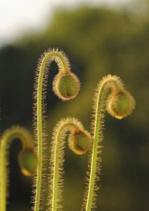 Islandmohn (Papaver nudicaule), Knospen, im Abendlicht, Nordrhein-Westfalen, Deutschland, Europa Iceland poppy (Papaver nudicaule), buds, in the evening light, North Rhine-Westphalia, Germany, Europe Copyright: imageBROKER CarolinexBrinkmann iblbtf13882256.jpg
