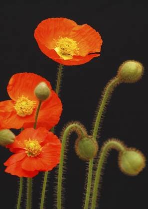 Drei Islandmohn Blüten (Papaver nudicaule), vor schwarzem Hintergrund, Nordrhein-Westfalen, Deutschland, Europa Three Iceland poppy flowers (Papaver nudicaule), against a black background, North Rhine-Westphalia, Germany, Europe Copyright: imageBROKER CarolinexBrinkmann iblbtf13882748.jpg