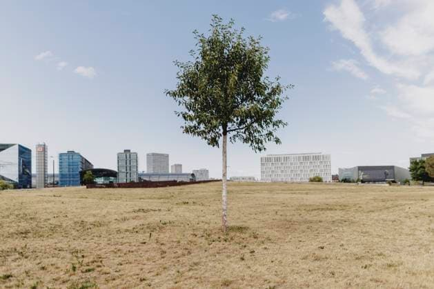 Withered lawn in the government district in Berlin, 03 07 2025 Due to the persistent heat and lack of rain, many regions in Germany are too dry Berlin Germany Copyright: xFlorianxGaertnerx