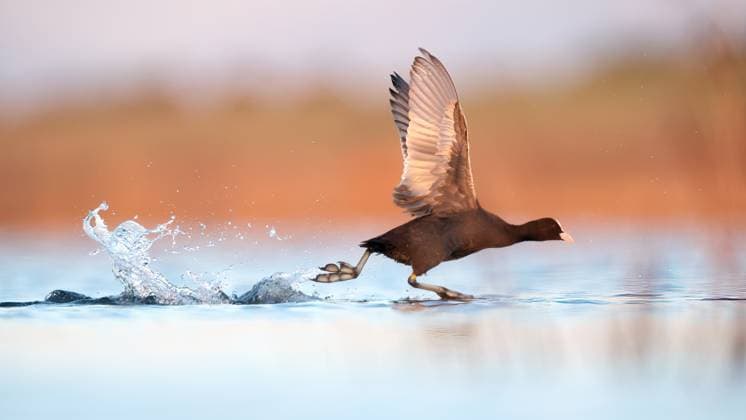 A European coot gracefully glides on the shimmering waters of Puebla de Belena, Spain, captured in stunning detail against a warm, blurred background of gentle hues. Model Released DavidJerez_ID28920_859615_012 Copyright: xDavidxJerezx