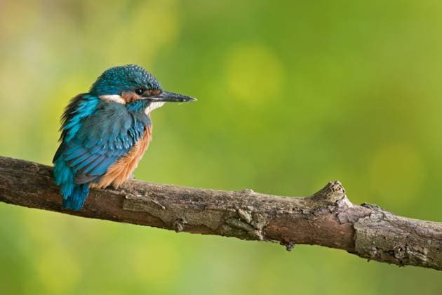im Frühsommer... Eisvogel ( Alcedo atthis ), frisch ausgeflogener Jungvogel, noch mattes Gefieder, wirkt noch schüchtern, abwartend, muss jetzt selbstständig werden, heimische Natur *** Very young precarious Common Kingfisher Kingfisher Eisvogel (Alcedo atthis) perched on a branch, surrounded by friendly yellow green colours. Nordrhein-Westfalen Deutschland, Westeuropa