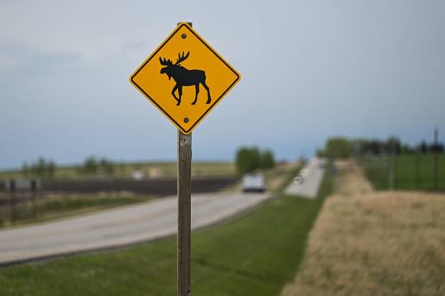 Daily Life In Alberta ALBERTA, CANADA MAY 22: A road warning sign displaying a moose is seen along Highway 22, known as the Cowboy Trail, between Cochrane and Cremona in Alberta, Canada, on May 22, 2025. Cochrane Canada  Copyright: xArturxWidakx originalFilename: widak-dailylif250522_npQ9d.jpg