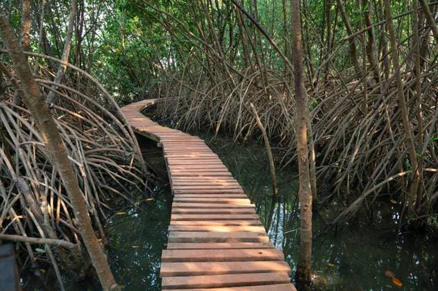 Pfad, Rhizophora mangle rote Mangrove, Küsten-, Ästuar-Ökosystem, Küste Indiens, Mangroven, Monsun- und Regenwaldvegetation, Flachwasserbaum *** Path, Rhizophora mangle red Mangrove, Coasts , Estuary Ecosystem, Coast India, Mangroves, Monsoon and Rainforest vegetation, Shallow water tree 1133601123