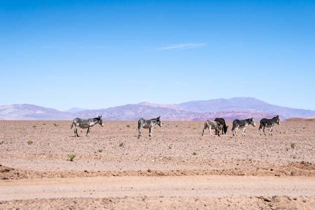 A group of wild donkeys roams the arid, rocky terrain of La Puna, Argentina. The barren landscape, set against distant mountains under a clear blue sky, highlights their resilience Model Released JuanLopez_ID28874_858382_002 Copyright: xJuanxLopezx RECORD DATE NOT STATED