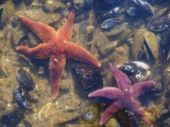 Gemeiner Seestern (Asterias rubens) Common Starfish (Asterias rubens) Copyright: imageBROKER SunbirdxImages iblmup13589622.jpg