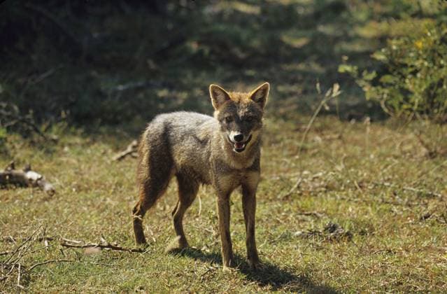 Goldschakal (Canis aureus lanka) Golden jackal (Canis aureus lanka) Copyright: imageBROKER SunbirdxImages iblmup13674910.jpg