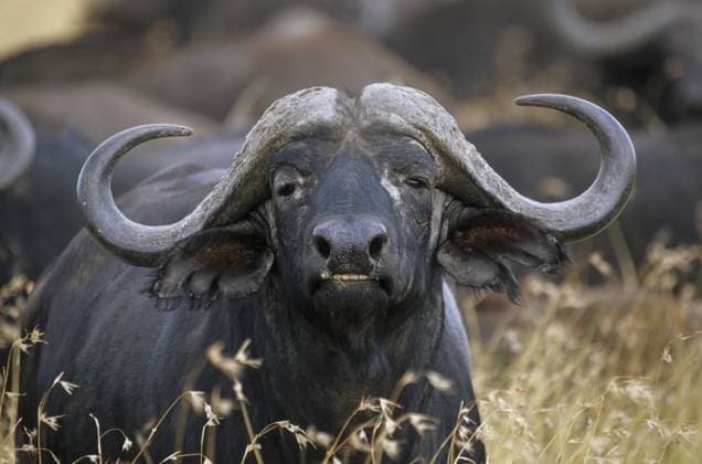 Kaffernbüffel (Syncerus caffer) Cape buffalo (Syncerus caffer) Copyright: imageBROKER SunbirdxImages iblmup13692995.jpg