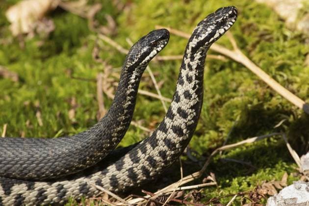 Kreuzotter (Vipera berus) Adder (Vipera berus) Copyright: imageBROKER SunbirdxImages iblmup13695008.jpg