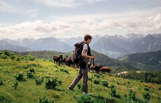 Creative Highlights Symbolbilder Hiker watching grazing sheep on Alpine meadow in Austrian Mountains Ramsau am Dachstein, Styria, Austria CR_PJJZ2507064D-1776731-01 ,model released, Symbolfoto