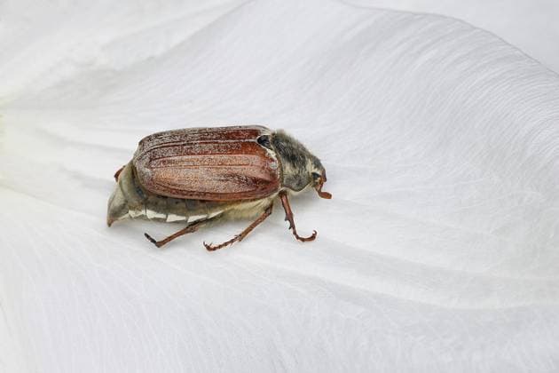 Maikäfer, Feldmaikäfer (Melolontha melolontha), Weibchen auf Blüte einer Waldrebe (Clematis), Wilnsdorf, Nordrhein-Westfalen, Deutschland, Europa Cockchafer, field cockchafer (Melolontha melolontha), female on a clematis flower, Wilnsdorf, North Rhine-Westphalia, Germany, Europe Copyright: imageBROKER BurkhardxSauskojus ibxbsa14230103.jpg