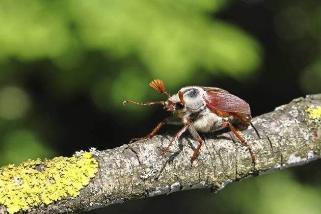 Maikäfer, Waldmaikäfer (Melolontha hippocastani), Männchen, auf einem mit Flechten bewachsenen Zweig, Nahaufnahme, Wilnsdorf, Nordrhein-Westfalen, Deutschland, Europa May beetle, wood cockchafer (Melolontha hippocastani), male, on a branch overgrown with lichen, close-up, Wilnsdorf, North Rhine-Westphalia, Germany, Europe Copyright: imageBROKER BurkhardxSauskojus ibxbsa14248082.jpg