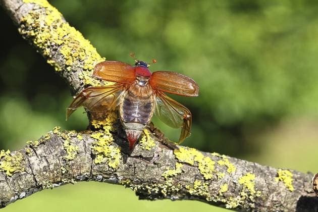 Maikäfer, Waldmaikäfer (Melolontha hippocastani), Weibchen mit gespreizten Deckflügel, auf einem mit Flechten bewachsenen Zweig, im Begriff abzufliegen, Nahaufnahme, Wilnsdorf, Nordrhein-Westfalen, Deutschland, Europa May beetle, wood cockchafer (Melolontha hippocastani), female with spread wings, on a branch covered with lichen, about to fly off, close-up, Wilnsdorf, North Rhine-Westphalia, Germany, Europe Copyright: imageBROKER BurkhardxSauskojus ibxbsa14248108.jpg
