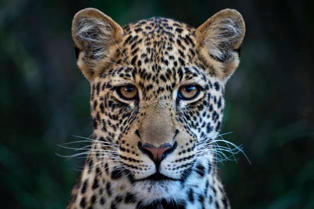 Close-up of leopard cub sitting watching camera Close-up of a leopard gazing intently with detailed fur patterns and piercing eyes. Laikipia, Kenya Salama Laikipia Kenya daic05333 Copyright: xConnectxImagesx