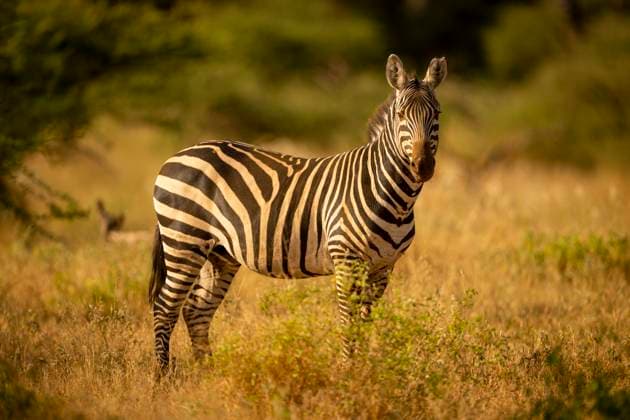 Plains zebra stands watching camera in clearing Zebra standing in a golden grass field with blurred green trees in the background. Taita-Taveta, Kenya Ngolia Taita-Taveta Kenya daic05934 Copyright: xConnectxImagesx