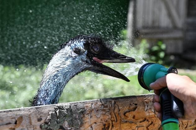 Entertainment Themen der Woche KW28 Russia Regions Weather 8960269 08.07.2025 A zookeeper waters an emu on a hot summer day with the air temperature at about 33 degrees Celsius (91.4 degrees Fahrenheit) at the Sadgorod (Gardencity) zoo in Vladivostok, Russia. Vitaliy Ankov Sputnik Vladivostok Primorsky krai region Russia  Copyright: xVitaliyxAnkovx