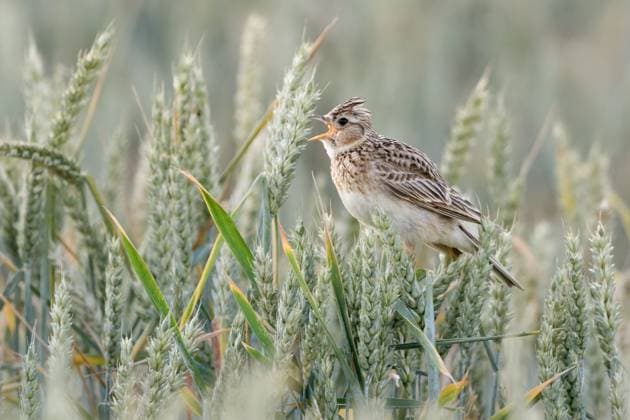 Skylark * Alauda arvensis * singing in a wheat field, popular and common passerine bird, but endangered by intensive farming, wildlife, Europe. Nordrhein-Westfalen, Rheinland Deutschland, Westeuropa