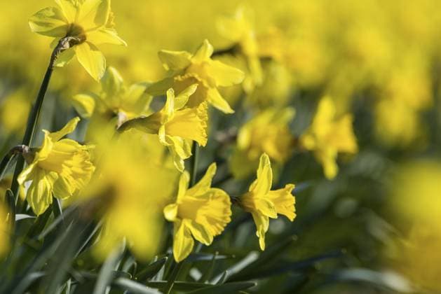 Gelbe Narzissen (Narcissus) blühen nah beieinander in einem sonnigen Feld, De Cocksdorp, Eierland, Texel, westfriesische Inseln, Nordholland, Niederlande, Europa Gelbe Narzissen (Narcissus) blühen nah beieinander in einem sonnigen Feld, De Cocksdorp, Eierland, Texel, westfriesische Inseln, Nordholland, Niederlande Copyright: imageBROKER JanxTepass ibxjte13497894.jpg