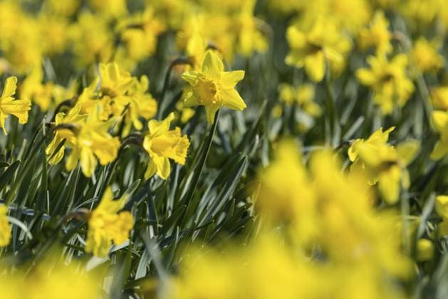 Schärfentiefebild von gelben Narzissen (Narcissus) in voller Blüte im Frühling, De Cocksdorp, Eierland, Texel, westfriesische Inseln, Nordholland, Niederlande, Europa Schärfentiefebild von gelben Narzissen (Narcissus) in voller Blüte im Frühling, De Cocksdorp, Eierland, Texel, westfriesische Inseln, Nordholland, Niederlande Copyright: imageBROKER JanxTepass ibxjte13497947.jpg