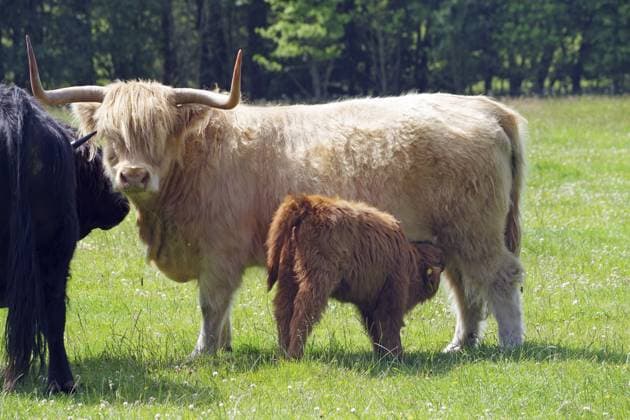 Highland-Rinder stehen auf einer grünen Wiese, während das Kalb bei seiner Mutter trinkt. Ruhige ländliche Szene mit Bäumen im Hintergrund, Aberdeenshire, Schottland, Großbritannien, Europa Highland cattle stand in a green meadow while the calf drinks from its mother. Tranquil rural scene with trees in the background, Aberdeenshire, Scotland, Great Britain Copyright: imageBROKER ReinhardxPantke ibxrpa14271926.jpg