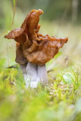 Kapuzenmorchel, Elfen Sattelpilz (Paragyromitra infula) in einem Wald im Herbst, Bayern, Deutschland, Europa Hooded false morel, elfin saddle (Paragyromitra infula) mushroom in a forest in autumn, Bavaria, Germany, Europe Copyright: imageBROKER Davidx&xMichaxSheldo ibxshe13866028.jpg
