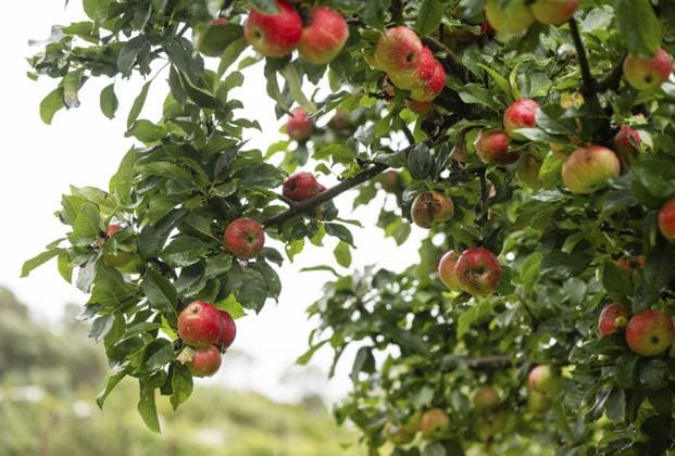 Äpfel an einem Baum, Obst- und Gemüsegarten, Inverewe Gardens, Poolewe, Loch Ewe, Highlands, Hochland, Schottland, Großbritannien, Europa Apples on a tree, fruit and vegetable garden, Inverewe Gardens, Poolewe, Loch Ewe, Highlands, Highlands, Scotland, Great Britain Copyright: imageBROKER OlafxKrüger ibxomk13848278.jpg
