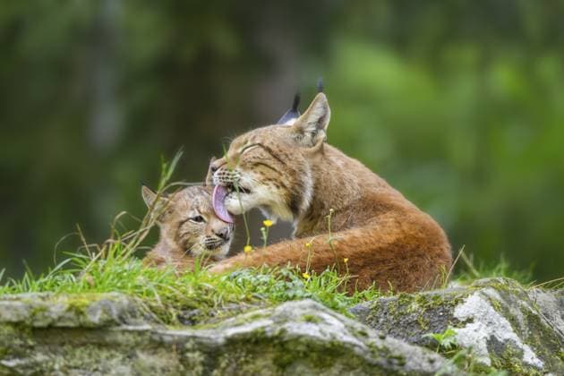 Luchs (Lynx lynx), Mutter mit ihrem Jungtier, Österreich, Europa Eurasian lynx (Lynx lynx) mother with her youngster, Austria, Europe Copyright: imageBROKER Davidx&xMichaxSheldo ibxshe14173191.jpg