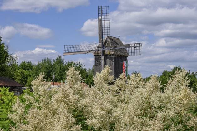Eine alte Windmühle hinter weißen Blüten unter bewölktem Himmel, weseke, münsterland, deutschland An old windmill behind white flowers under a cloudy sky, weseke, münsterland, germany Copyright: imageBROKER StephanxSuehling ibxssh14192062.jpg