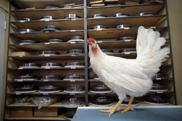 All-Union Poultry Research and Development Institute 8964252 11.04.1985 This high-yield White Leghorn Mediterranean egg-laying chicken breed was developed at the Experimental Pedigree Poultry-Breeding Farm of the All-Union Poultry Research and Development Institute, now the Zagorsk Experimental Pedigree Poultry-Breeding Farm - Selection-Genetic Center at the All-Russian Poultry Research and Development Technological Institute. Alexander Liskin Sputnik Sergiyev Posad Moscow region Russia  Copyright: xAlexanderxLiskinx