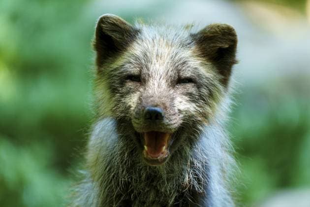 Creative Highlights World Nahaufnahme eines lächelnden Fuchses in einem Wald, der ein glückliches und freundliches Auftreten zeigt, Eisfuchs, Polarfuchs, (Alopex lagopus) Deutschland Close-up of a smiling fox in a forest, showing a happy and friendly demeanour, Arctic fox, (Alopex lagopus) Germany Copyright: imageBROKER RonaldxWittek ibxron14323717.jpg