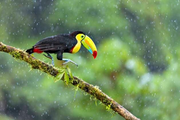 Fischertukan, Fischer-Tukan, Regenbogentukan, Regenbogen-Tukan (Ramphastos sulfuratus), springt auf einem Ast am Regenwald bei Regen, Costa Rica, Alajuela, Boca Tapada Keel-billed toucan, Sulfur-breasted toucan, Keel toucan, Rainbow-billed toucan (Ramphastos sulfuratus), walking along a branch in rainforest at rainfall, Costa Rica, Alajuela, Boca Tapada BLWS731069 *** Fischertukan, Fischer Toucan, Rainbow toucan, Rainbow Tukan Ramphastos sulfuratus , jumps at a Ast on Rainforest at Rain, Costa Rica, Alajuela, Boca Tapada Keel Billed toucan, Sulfur breasted toucan, Keel toucan, Rainbow Billed toucan Ramphastos sulfuratus , Walking Along a Branch in RAINFOREST AT rainfall, Costa Rica, Alajuela, Boca Tapada BLWS731069 Copyright: xblickwinkel M.xWoikex