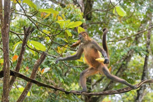 Geoffroy-Klammeraffe, Geoffroyklammeraffe (Ateles geoffroyi), Maennchen mit zwei Bananen klettert ueber Aeste im Regenwald, Costa Rica, Alajuela, Boca Tapada Geoffroy s spider monkey, Black-handed spider monkey, Central American spider monkey (Ateles geoffroyi), male with two bananas climbing over branches in the rainforest, Costa Rica, Alajuela, Boca Tapada BLWS731073 *** Geoffroy Spider monkey, geoffroyklammeraffe Ateles geoffroyi , Men with Two Bananas climbs Via Aeste at Rainforest, Costa Rica, Alajuela, Boca Tapada Geoffroy S Spider monkey, Black handed Spider monkey, Central American Spider Monkey Ateles geoffroyi , Male With Two Bananas Climbing Over branches in The rainforest, Costa Rica, Alajuela, Boca Tapada BLWS Copyright: xblickwinkel M.xWoikex
