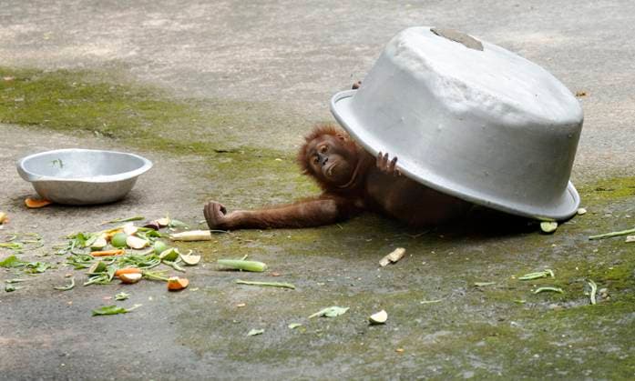 Entertainment Bilder des Tages Zoo Animal In India An orangutan uses a large aluminum bowl to shield itself from the sun during a hot summer day inside its enclosure in Guwahati, India, on July 16, 2025. Guwahati India  Copyright: xDavidxTalukdarx originalFilename: talukdar-zooanima250716_npBKF.jpg