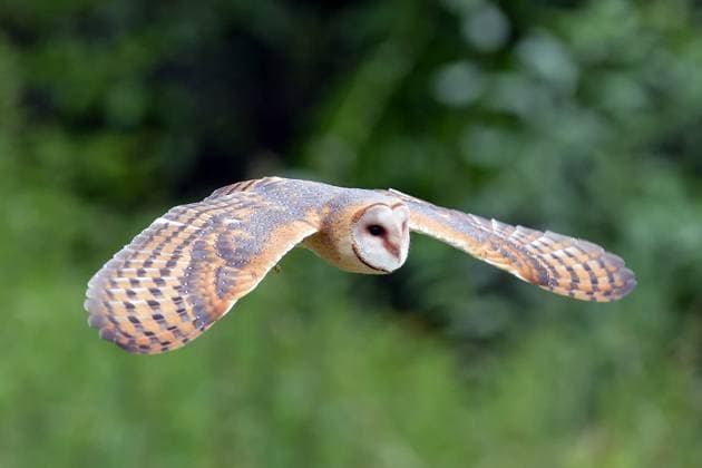 Entertainment Bilder des Tages July 17, 2025, Havlickuv Brod, Czech Republic: A western barn owl chick (Tyto alba), hand-reared by a falconer, takes to the skies above the rolling landscape of Vysocina in the Czech Republic. Havlickuv Brod Czech Republic - ZUMAr156 20250717_aap_r156_003 Copyright: xSlavekxRutax