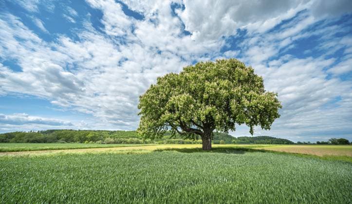 Große blühende solitäre Rosskastanie umgeben von grünen Feldern unter blauem Himmel mit weißen Wolken im Frühling, Pattensen, Niedersachsen, Deutschland Large flowering solitary horse chestnut tree surrounded by green fields under a blue sky with white clouds in spring, Pattensen, Lower Saxony, Germany Copyright: imageBROKER AVTG ibxkcv13869102.jpg
