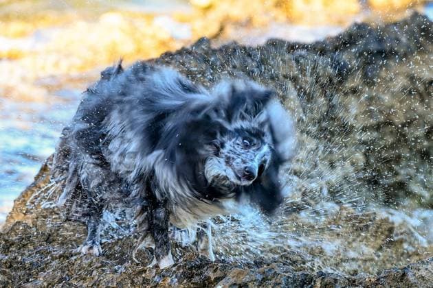 Entertainment Bilder des Tages Kroatien, Gespannschaft Split-Dalmatien 18.07.2025, Kroatien, HRV, Brac, Insel in Dalmatien, Milna im Bild Themenbild, Hund, Hunde, Strand, Felsen, Urlaub, Urlaub mit Hund am Meer, Meer, Adria, Tourismus, Salzwasser, Feature, Symbolbild Brac, Dalmatien *** Croatia, Split County Dalmatia 18 07 2025, Croatia, HRV, Brac, island in Dalmatia, Milna in the picture theme picture, dog, dogs, beach, rocks, vacation, vacation with dog by the sea, sea, Adriatic Sea, tourism, salt water, feature, symbol picture Brac, Dalmatia Kroatien, Brac, Insel in Dalmatien, Milna, 18.07.2025-19