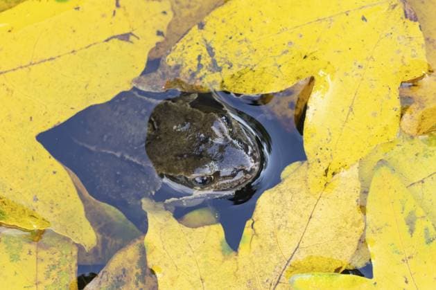 Creative Highlights World Gewöhnlicher Frosch (Rana temporaria), erwachsene Amphibie in einem Gartenteich unter gefallenen Herbstblättern, England, Großbritannien Common frog (Rana temporaria) adult amphibian in a garden pond amongst fallen autumn leaves, England, United Kingdom Copyright: imageBROKER KevinxSawford ibxksa14335410.jpg