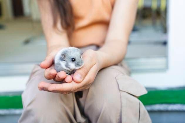 Creative Highlight Symbolbilder Person gently holding pet hamster with love and tenderness indoors model released, Symbolfoto property released, IHF02232