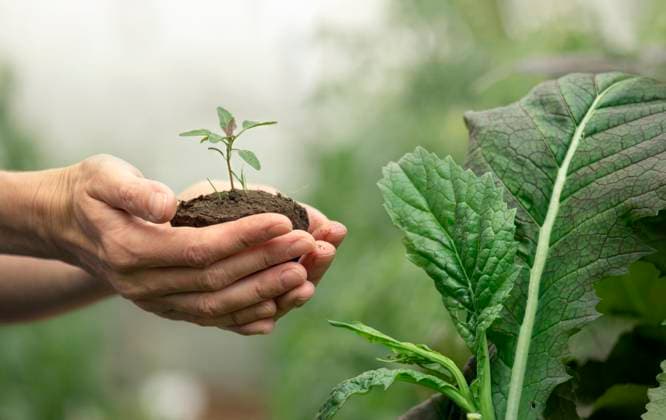 Hands holding a seedling in garden promoting ecology and growth model released, Symbolfoto, MBLF00909