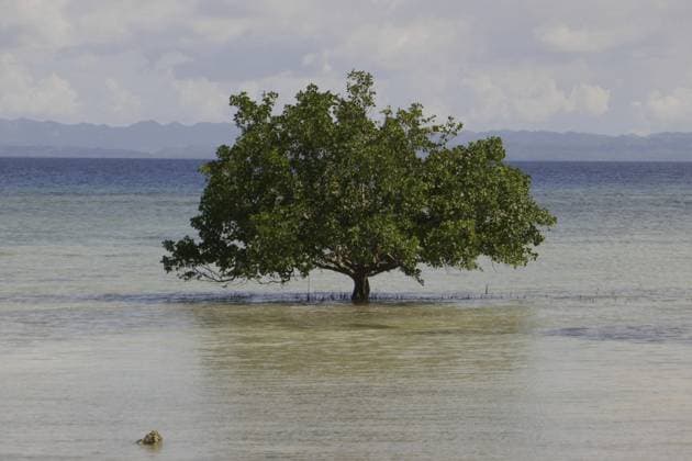 Mangrovenbäume (Sonneratia alba), Flut, Mangroven gehören zu den bedeutendsten Ökosystemen um die Folgen des Klimawandels zu bekämpfen, Küstenschutz, CO2-Speicher, Sipaway Island, Negros, Philippines Mangrove trees (Sonneratia alba), flood, mangroves are among the most important ecosystems for combating the effects of climate change, coastal protection, CO2 storage, Sipaway Island, Negros, Philippines Copyright: imageBROKER HeinzxKrimmer ibljwp14388262.jpg