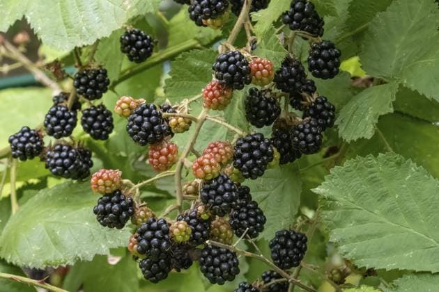 Reife und unreife Brombeeren an einem Brombeerstrauch, bereit zur Ernte Ripe and unripe blackberries growing on a blackberry bush, ready for harvest Copyright: imageBROKER UlrichxRosenschild ibxuro14387859.jpg