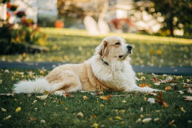 Fluffy dog lounges on autumn lawn with leaves scattered around North Andover, Massachusetts, United States R_FKNH250723-1791615-01
