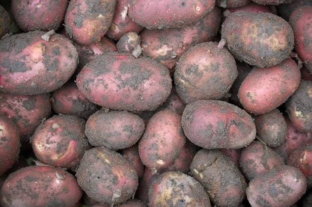 Ein Haufen frisch ausgegrabener roter Kartoffeln, die mit Erde bedeckt sind und ihre natürliche Textur zeigen. Close-up of freshly harvested red potatoes, still covered in soil, ready for cooking and consumption. (License=RF) Copyright: xZoonar.com NerijusxLiobex 23795480