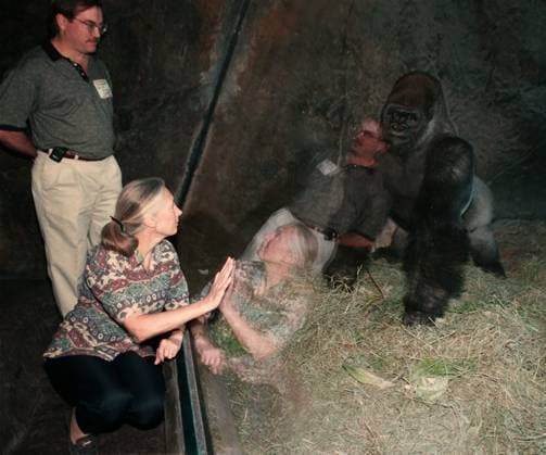 Florida News - April 08, 1997 TP 45830 - - DELIVER TO: METRO - - 4 8 97 - - tampa - - CAPTION INFO: Dr. Jane Goodall led people on a tour of the Myombe gorilla and chimp reserve at Busch Gardens. 4 Dr. Jane Goodall takes a close look at one of the large gorillas during her tour of the Myombe gorilla and chimp reserve at Busch Gardens. Standing behind her looking on is David Jellerson Copyright: xStxPetersburgxTimesx
