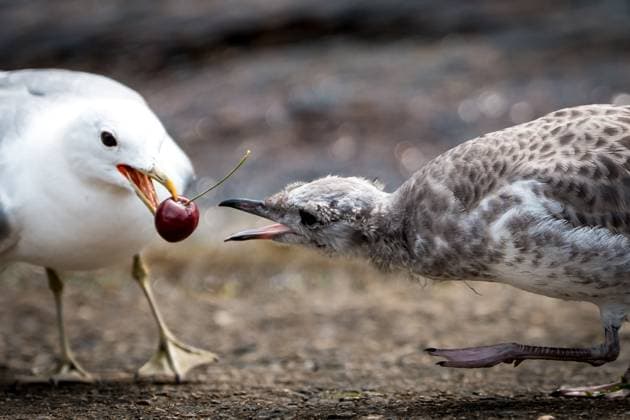 28.07.2025 A gull feeds its chick with a cherry in Sogndal, Norway, 28.07.2025 Norway *** 28 07 2025 A gull feeds its chick with a cherry in Sogndal, Norway, 28 07 2025 Norway Copyright: xBEAUTIFULxSPORTS OlafxRellischx