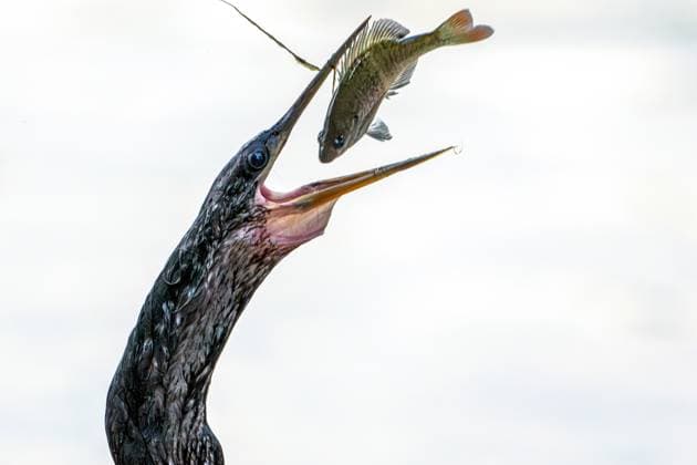 Bird Spears And Eats Fish An anhinga flips a fish into a headfirst position just before swallowing it in Lake Eola Park in Orlando, Florida. Anhingas are known for their remarkable hunting skills and can dive up to 15 feet below the surface, using their sharp beaks to impale fish with precision. Orlando Florida United States  Copyright: xRonenxTivonyx originalFilename: tivony-birdspea250729_npZXI.jpg